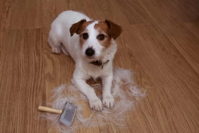 pet-friendly flooring solutions